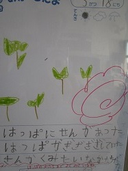 １年生 あさがおの観察日記 高浜市立 翼小学校 ブログ